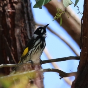 Phylidonyris novaehollandiae at Fyshwick, ACT - 20 Sep 2022