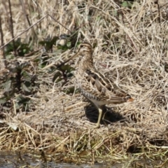 Gallinago hardwickii (Latham's Snipe) at Fyshwick, ACT - 20 Sep 2022 by RodDeb