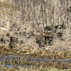 Gallinago hardwickii at Fyshwick, ACT - 20 Sep 2022 12:18 PM