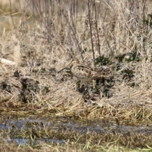 Gallinago hardwickii at Fyshwick, ACT - 20 Sep 2022