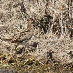 Gallinago hardwickii at Fyshwick, ACT - 20 Sep 2022