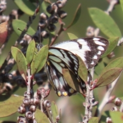 Belenois java (Caper White) at Jerrabomberra Wetlands - 20 Sep 2022 by RodDeb