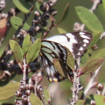 Belenois java (Caper White) at Jerrabomberra Wetlands - 20 Sep 2022 by RodDeb