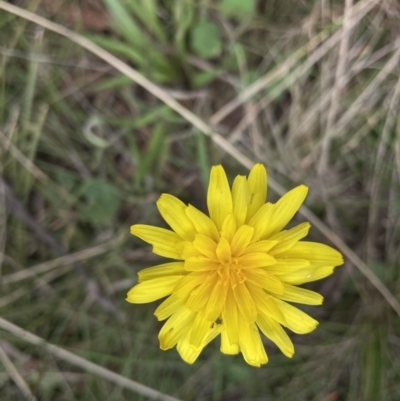 Microseris walteri (Yam Daisy, Murnong) at Bruce, ACT - 21 Sep 2022 by JVR