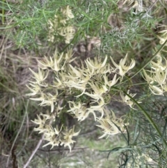 Clematis leptophylla (Small-leaf Clematis, Old Man's Beard) at Bruce, ACT - 21 Sep 2022 by JVR