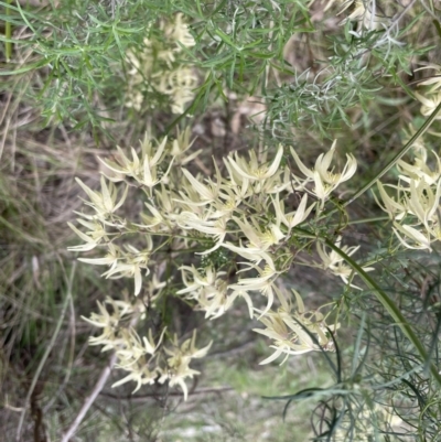 Clematis leptophylla (Small-leaf Clematis, Old Man's Beard) at Flea Bog Flat, Bruce - 21 Sep 2022 by JVR