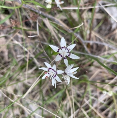 Wurmbea dioica subsp. dioica (Early Nancy) at Bruce Ridge to Gossan Hill - 21 Sep 2022 by JVR