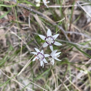Wurmbea dioica subsp. dioica at Bruce, ACT - 21 Sep 2022