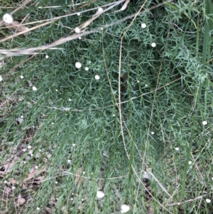 Rhodanthe anthemoides at Belconnen, ACT - 21 Sep 2022