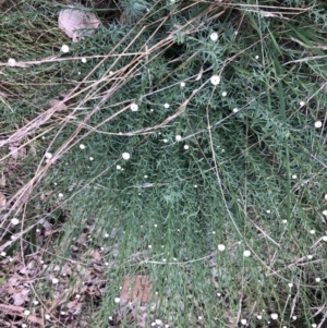 Rhodanthe anthemoides at Belconnen, ACT - 21 Sep 2022