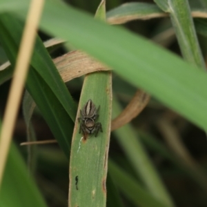 Maratus scutulatus at Jeir, NSW - 21 Sep 2022