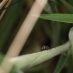 Maratus scutulatus at Jeir, NSW - 21 Sep 2022