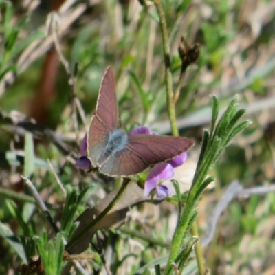 Erina hyacinthina (Varied Dusky-blue) at Jerrabomberra, NSW - 19 Sep 2022 by Christine