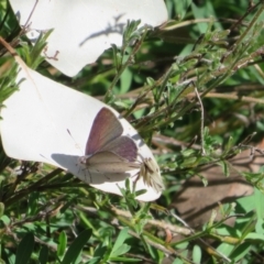 Erina hyacinthina at Jerrabomberra, NSW - 19 Sep 2022