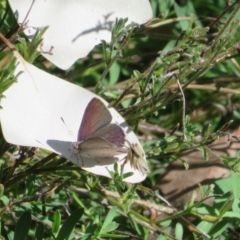 Erina hyacinthina at Jerrabomberra, NSW - 19 Sep 2022 01:08 PM