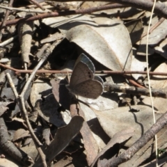 Erina hyacinthina at Jerrabomberra, NSW - 19 Sep 2022 01:08 PM