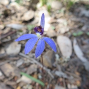 Cyanicula caerulea at Jerrabomberra, NSW - suppressed