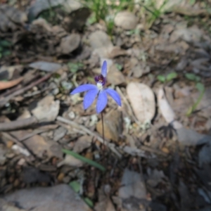 Cyanicula caerulea at Jerrabomberra, NSW - 19 Sep 2022