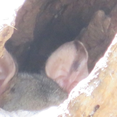 Trichosurus vulpecula (Common Brushtail Possum) at QPRC LGA - 19 Sep 2022 by Christine