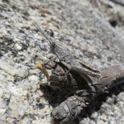 Coryphistes ruricola (Bark-mimicking Grasshopper) at Namadgi National Park - 20 Sep 2022 by Christine