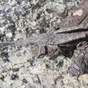 Coryphistes ruricola at Booth, ACT - 20 Sep 2022 12:32 PM