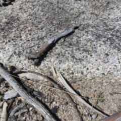 Coryphistes ruricola at Booth, ACT - 20 Sep 2022