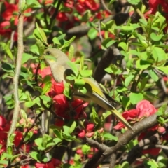 Ptilotula fusca (Fuscous Honeyeater) at Booth, ACT - 20 Sep 2022 by Christine