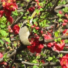 Ptilotula fusca at Booth, ACT - 20 Sep 2022