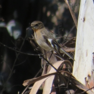 Petroica phoenicea at Booth, ACT - 20 Sep 2022