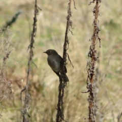 Petroica phoenicea at Booth, ACT - 20 Sep 2022