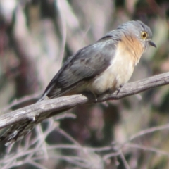 Cacomantis flabelliformis (Fan-tailed Cuckoo) at Booth, ACT - 20 Sep 2022 by Christine