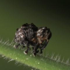 Haplonyx (genus) (Unidentified Haplonyx weevil) at Murrumbateman, NSW - 21 Sep 2022 by amiessmacro