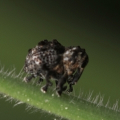 Haplonyx sp. (genus) (Unidentified Haplonyx weevil) at Murrumbateman, NSW - 21 Sep 2022 by amiessmacro
