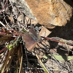 Erina acasta (Blotched Dusky-blue) at Acton, ACT - 20 Sep 2022 by Pirom