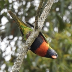 Trichoglossus moluccanus (Rainbow Lorikeet) at Hawks Nest, NSW - 21 Sep 2022 by GlossyGal