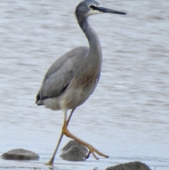 Egretta novaehollandiae (White-faced Heron) at Tarbuck Bay, NSW - 21 Sep 2022 by GlossyGal