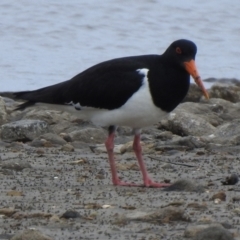 Haematopus longirostris (Australian Pied Oystercatcher) at Tarbuck Bay, NSW - 21 Sep 2022 by GlossyGal