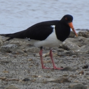 Haematopus longirostris at Tarbuck Bay, NSW - 21 Sep 2022