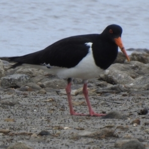 Haematopus longirostris (Australian Pied Oystercatcher) at Tarbuck Bay, NSW by GlossyGal