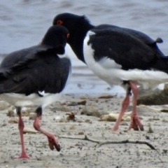 Haematopus longirostris at Tarbuck Bay, NSW - 21 Sep 2022