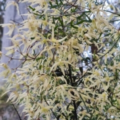 Clematis leptophylla (Small-leaf Clematis, Old Man's Beard) at Isaacs Ridge and Nearby - 21 Sep 2022 by Mike