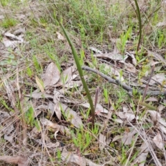 Thelymitra (Genus) (Sun Orchid) at Jerrabomberra, ACT - 21 Sep 2022 by Mike