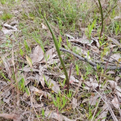 Thelymitra sp. (A Sun Orchid) at Isaacs Ridge and Nearby - 21 Sep 2022 by Mike