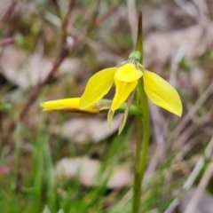 Diuris chryseopsis (Golden Moth) at Isaacs Ridge - 21 Sep 2022 by Mike