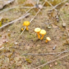 Lichenomphalia chromacea (Yellow Navel) at Isaacs Ridge and Nearby - 21 Sep 2022 by Mike