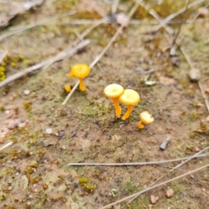 Lichenomphalia chromacea at Jerrabomberra, ACT - 21 Sep 2022