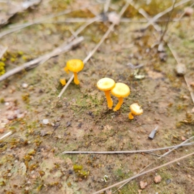 Lichenomphalia chromacea (Yellow Navel) at Isaacs Ridge and Nearby - 21 Sep 2022 by Mike