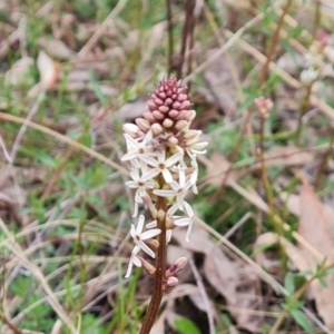 Stackhousia monogyna at Jerrabomberra, ACT - 21 Sep 2022