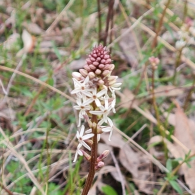 Stackhousia monogyna (Creamy Candles) at Jerrabomberra, ACT - 21 Sep 2022 by Mike