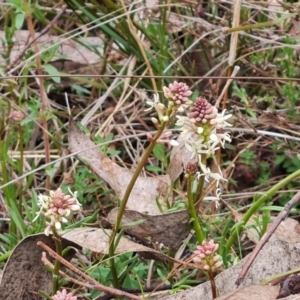 Stackhousia monogyna at Jerrabomberra, ACT - 21 Sep 2022